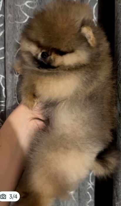 Шпиц померанский