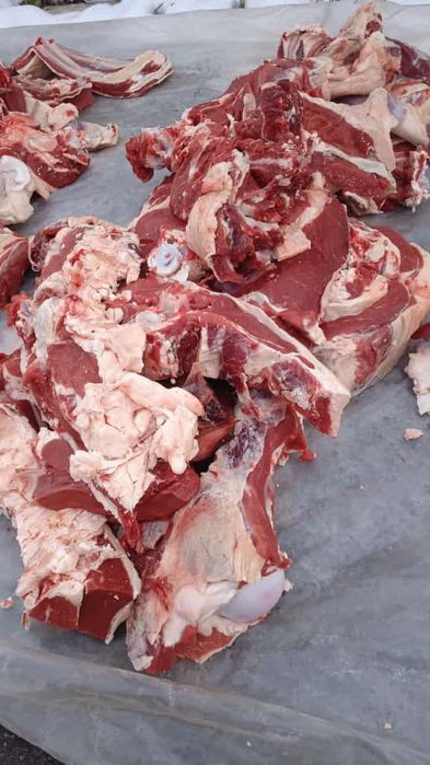 Мясо Говядина ,қашар достовка бесплотна
