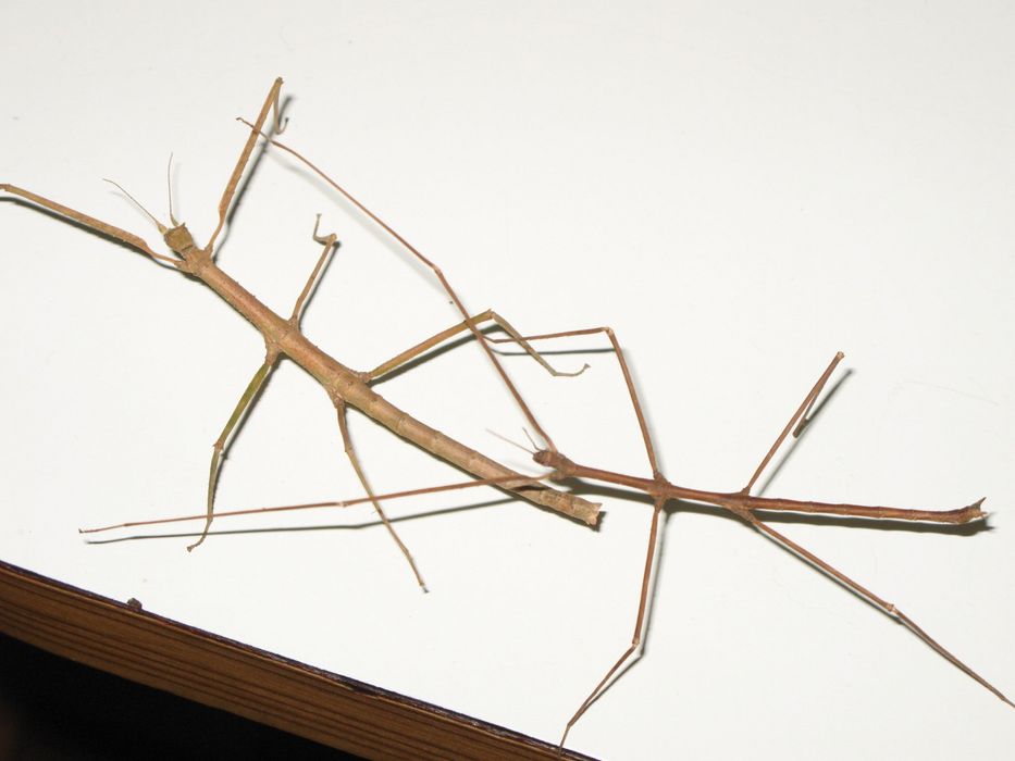 Insecta bat/Stick Insect