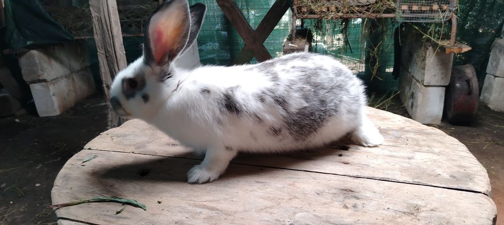 Uriasi germani si fluture german masculi si femele detali in mesaj sa