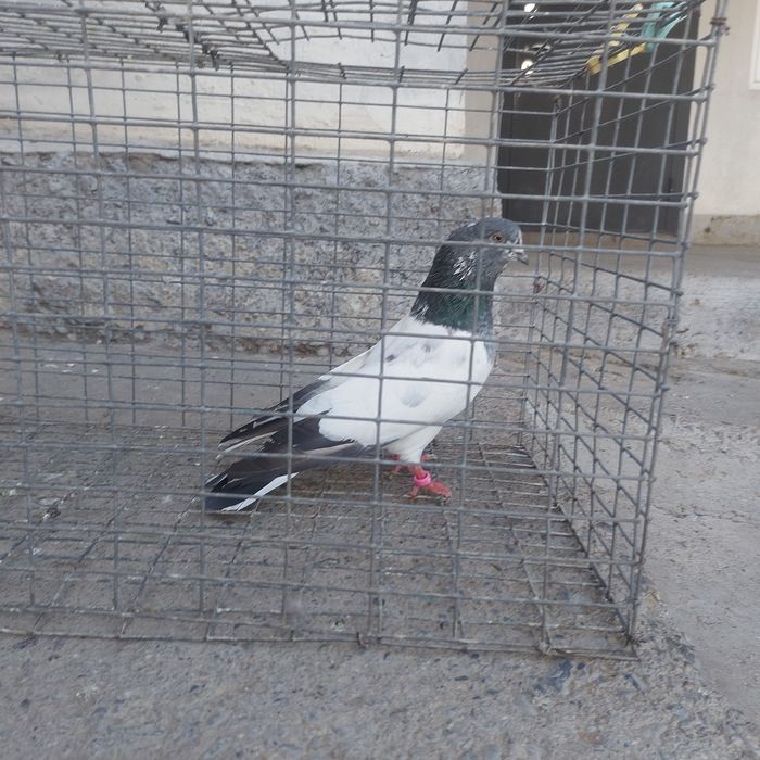 Пакистан кобрашей самец летный 6.7 час