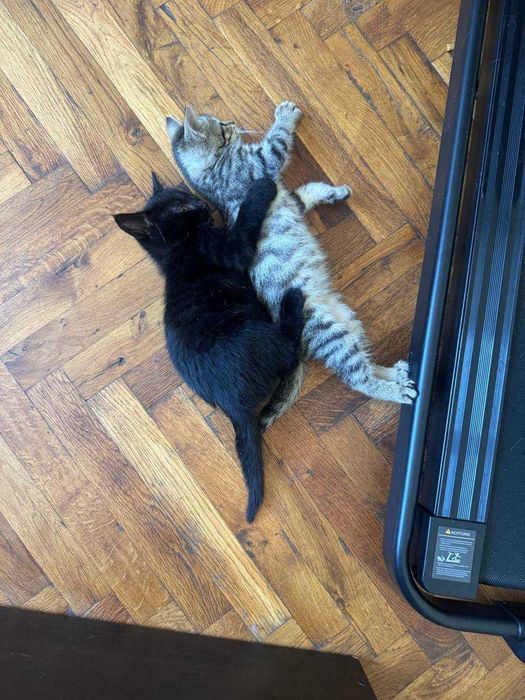котки котки котки
