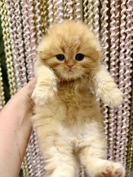 Шотланский скоттиш фолд!