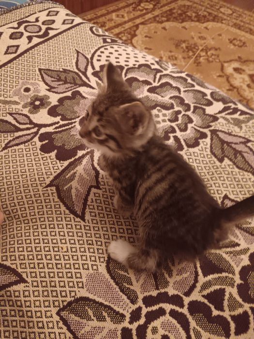 Котенок бесплатно