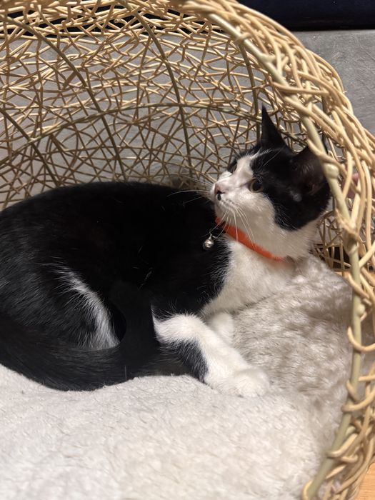 Котенок мальчик. Бесплатно! Очень ласковый. Есть паспорт. Кастрирован