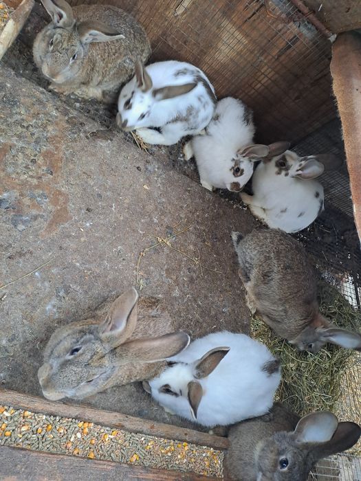 Зайци за разплод