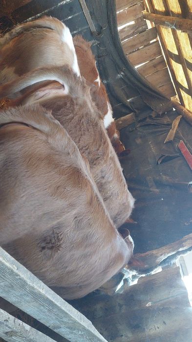 Viței înțărcați 3 tauri 2 femele pret bun