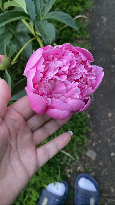 Продам пионы розовые