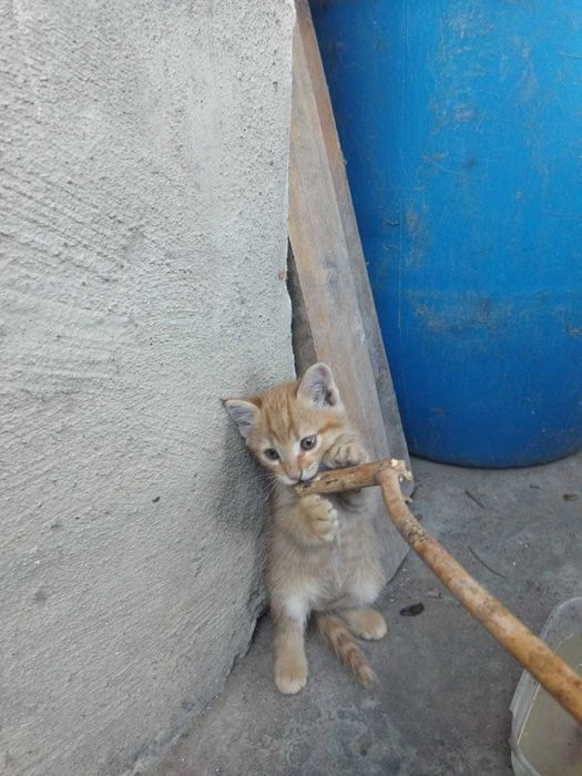 котята в дар г.Шу