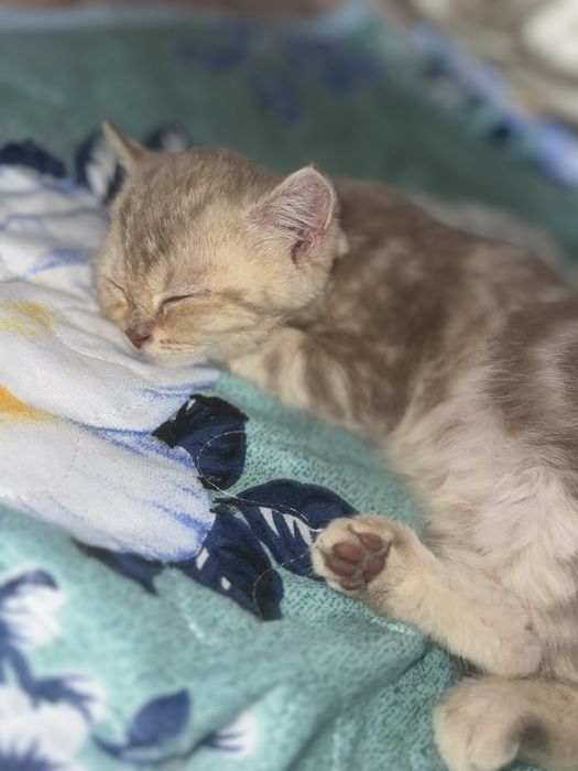 Британский котенок