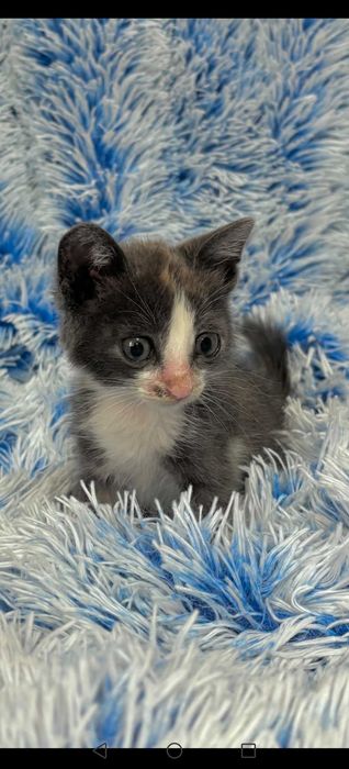 Отдам милую кошечку.