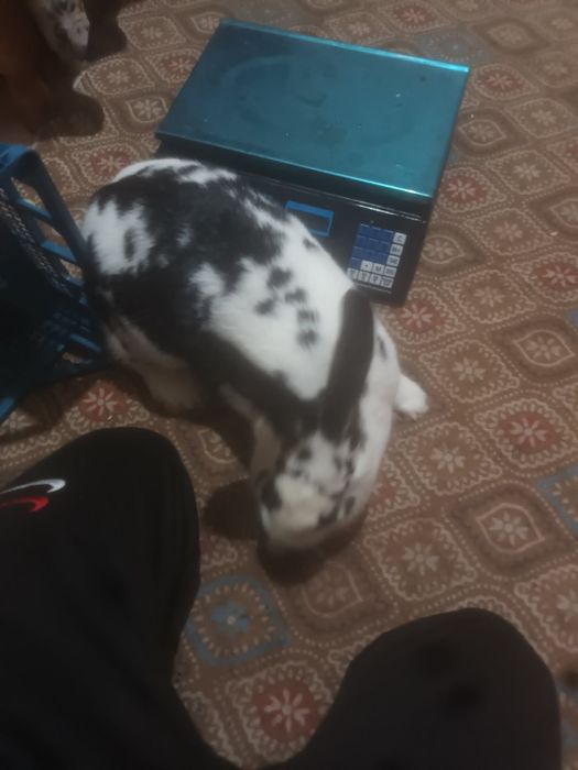 Продавам заекиня пеперуда