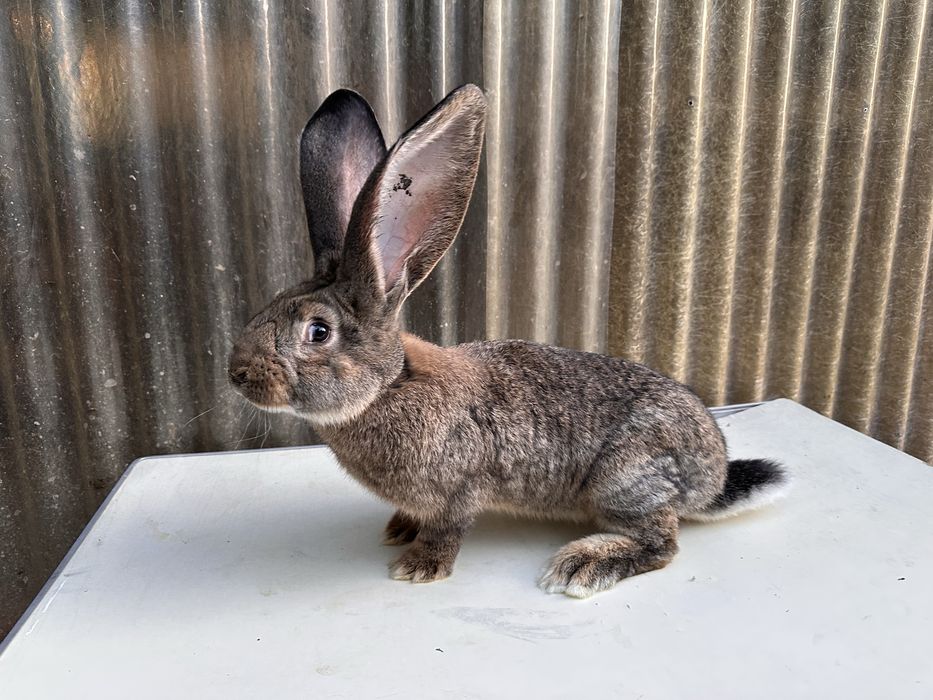 Iepuri uriaș german