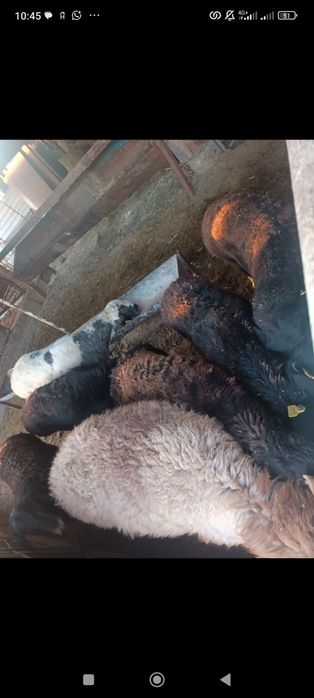 Кой,кошкар,токты,козы сатылады