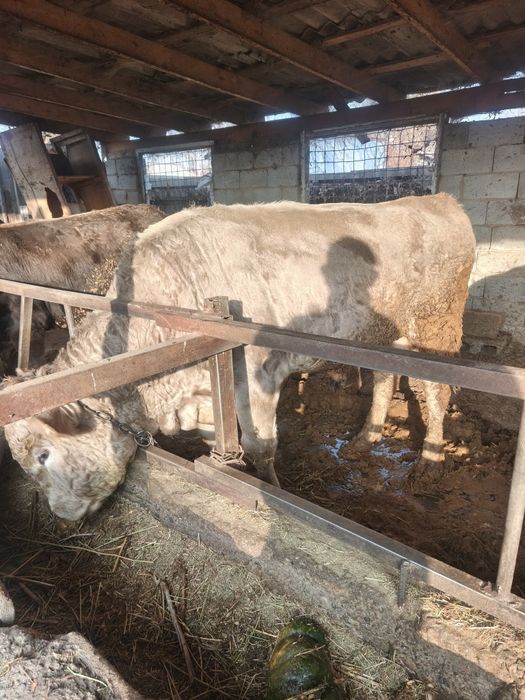 Продам бычков с откорма