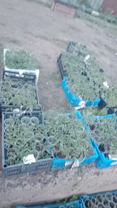 Продам рассаду  недорого
