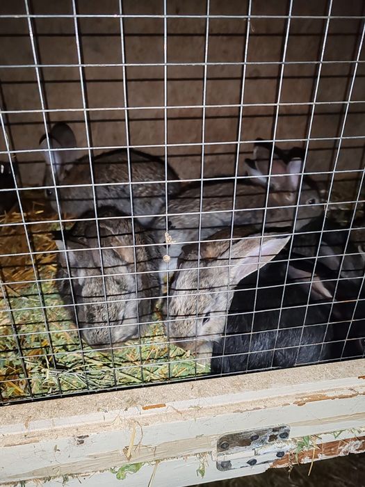 Продам кроликов.