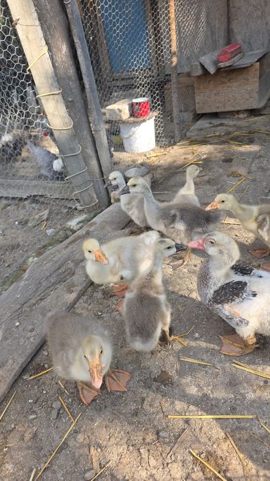 Vând urgent boboci de gâscă