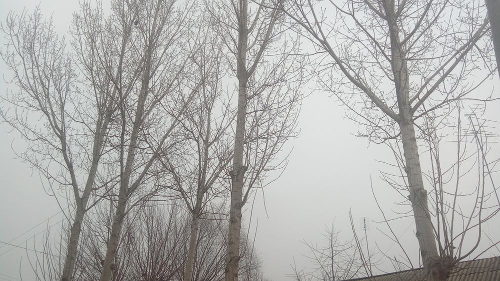 Калифорния тераклари сотилади  5 дона котта