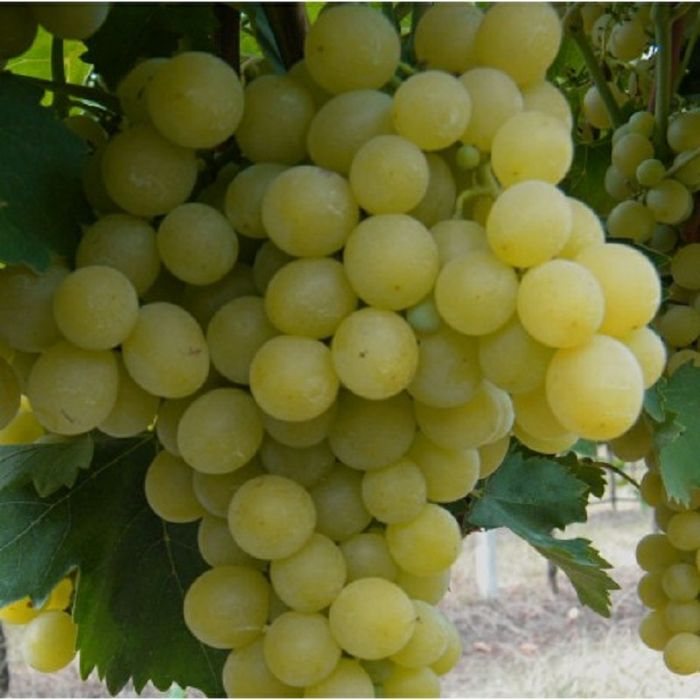 Vita de vie nobila altoita alba 25 de soiuri