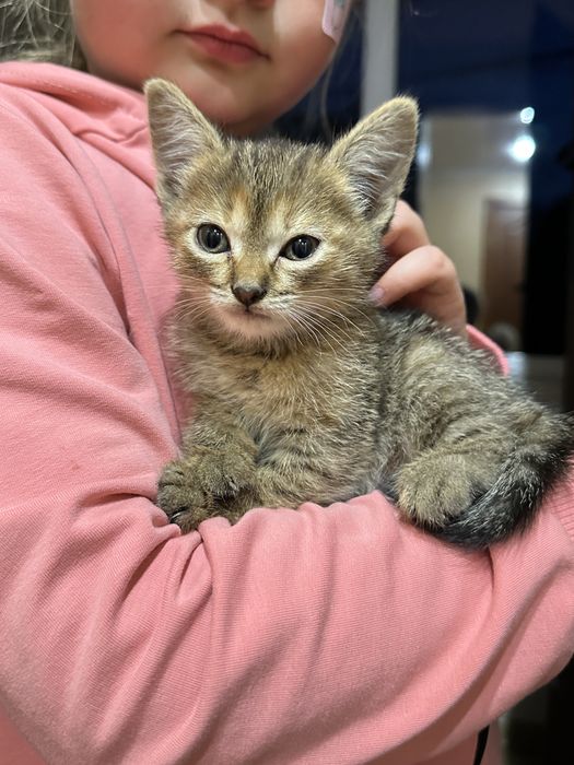 Отдам котёнка в хорошую семью