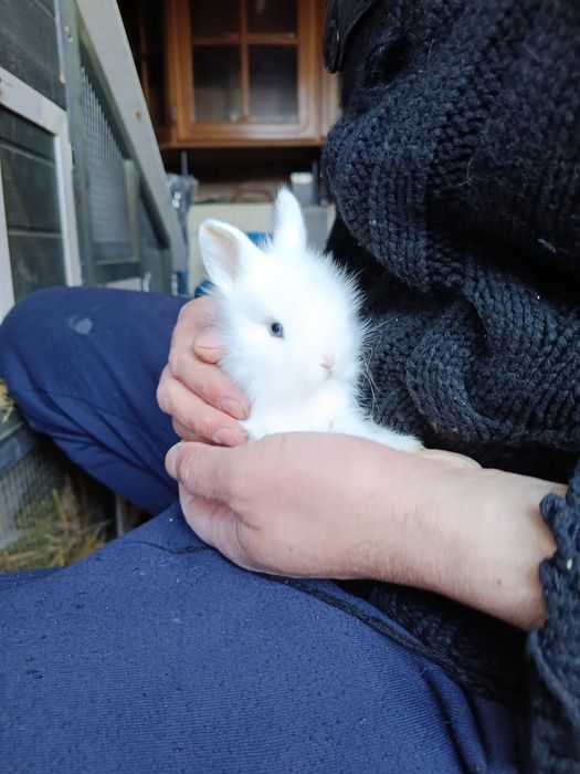 Pui de iepuri cap de leu pitic