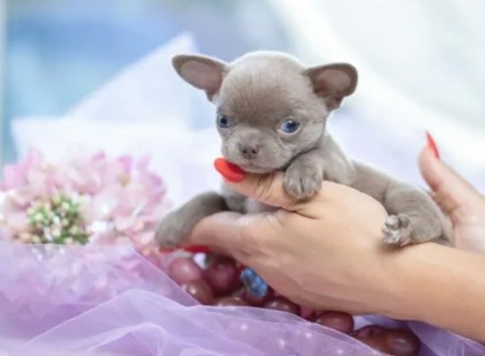 Девочка чихуахуа  щенок