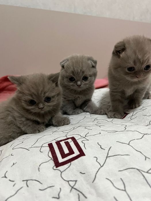 Котята Вислоухие Шотладцы