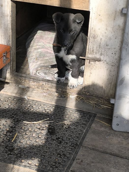 Отдам щенка девочка