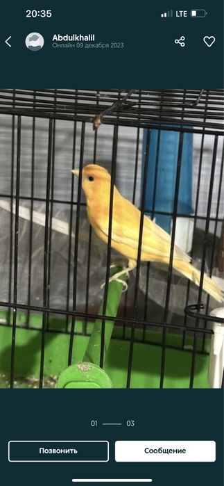 Канарейки дисковые