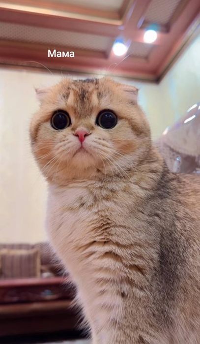 Шотландские вислоухие котята Золотая Шиншилла