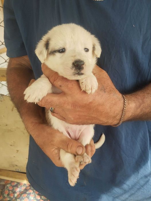 Отдам щенят бесплатно