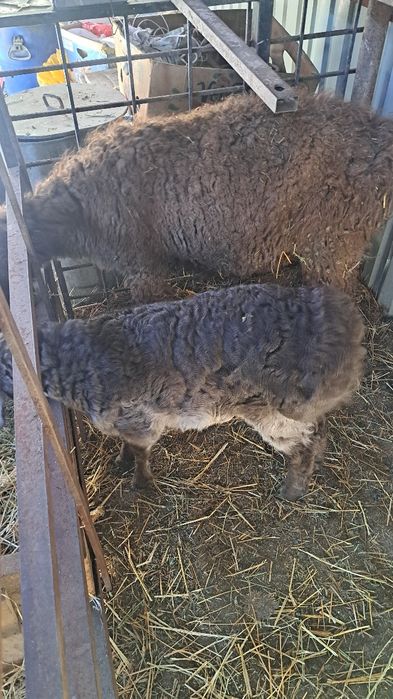 Кой козысымен 2 ай болды