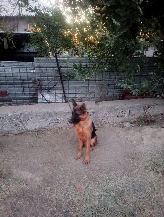 Животные собака немискм
