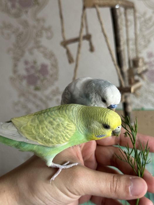 Пара ручных волнистые попугаи