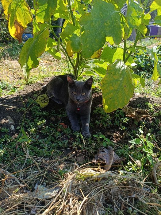 Отдам котёнка в добрые руки