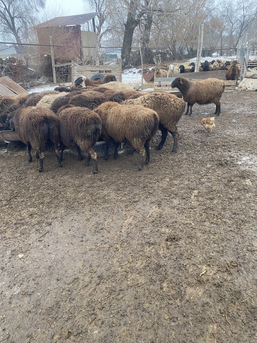 Продам жирных баран