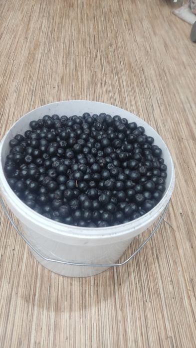 Черноплодная рябина