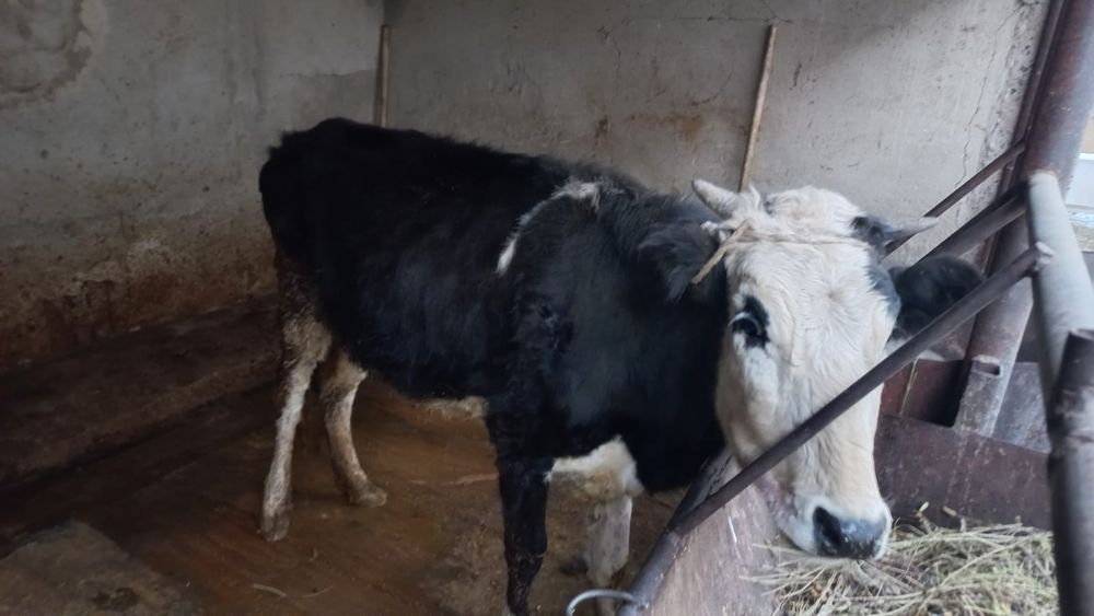 Құнажын сатылады