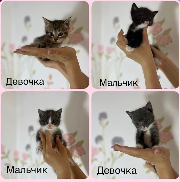 отдам котят в добрые руки