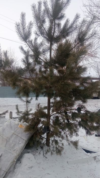 Елка продаем есть большой маленький