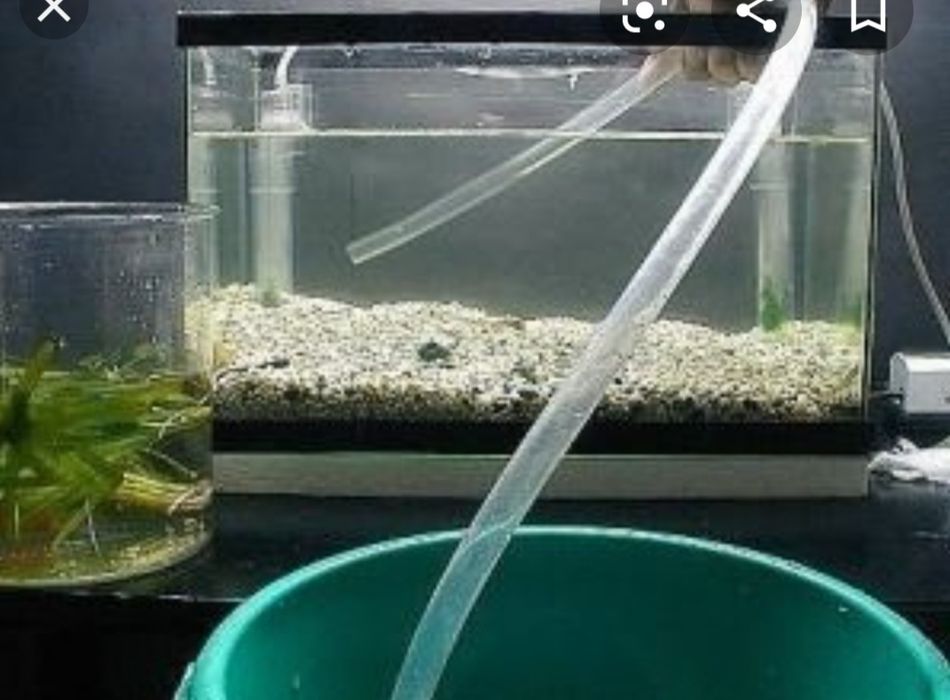 Аквариум подмена воды сколько. Подмены воды в аквариуме. Отстаивание воды для аквариума. Менять воду в аквариуме. Подменять воду в аквариуме.