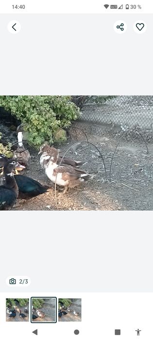 Продам индоутки утки