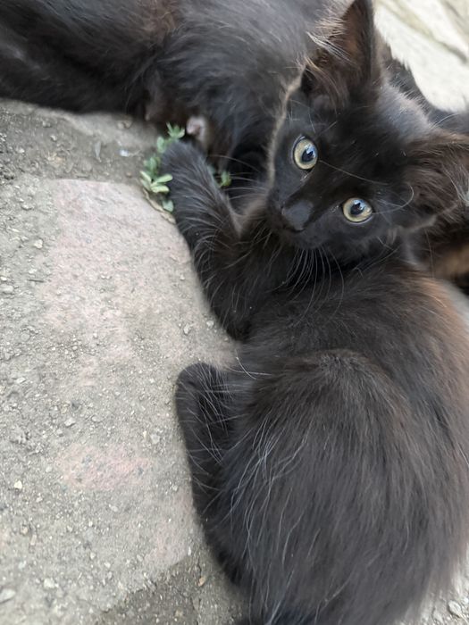 Котята маленькие
