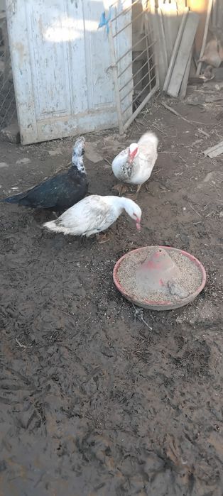 Rațe leșești tinere