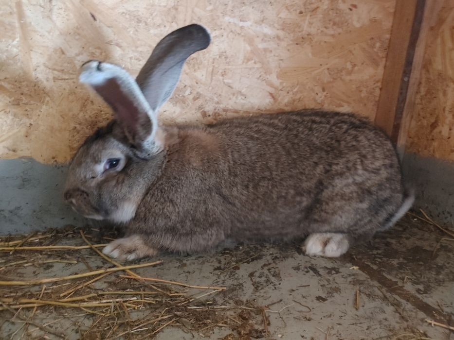 Vind iepuri Urias German