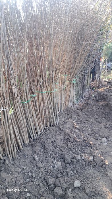 Terak kuchati sotiladi  3 mingdan optomga