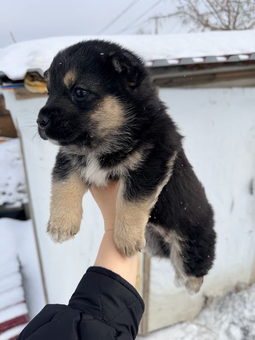 Щенки добрые и ласковые