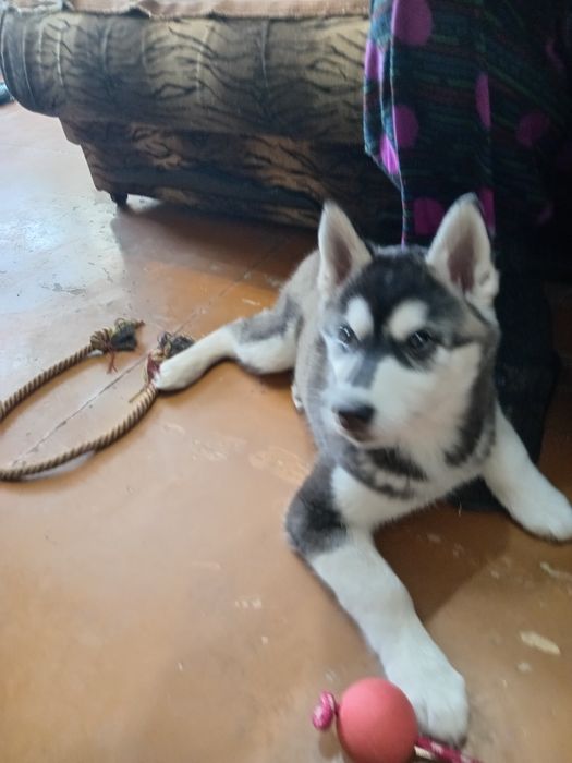 Продам щенка хаски