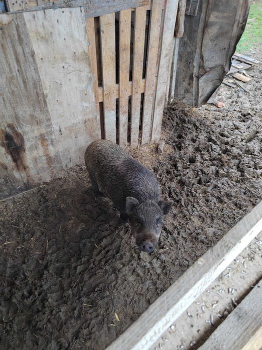 Продавам Виетнамско прасе.